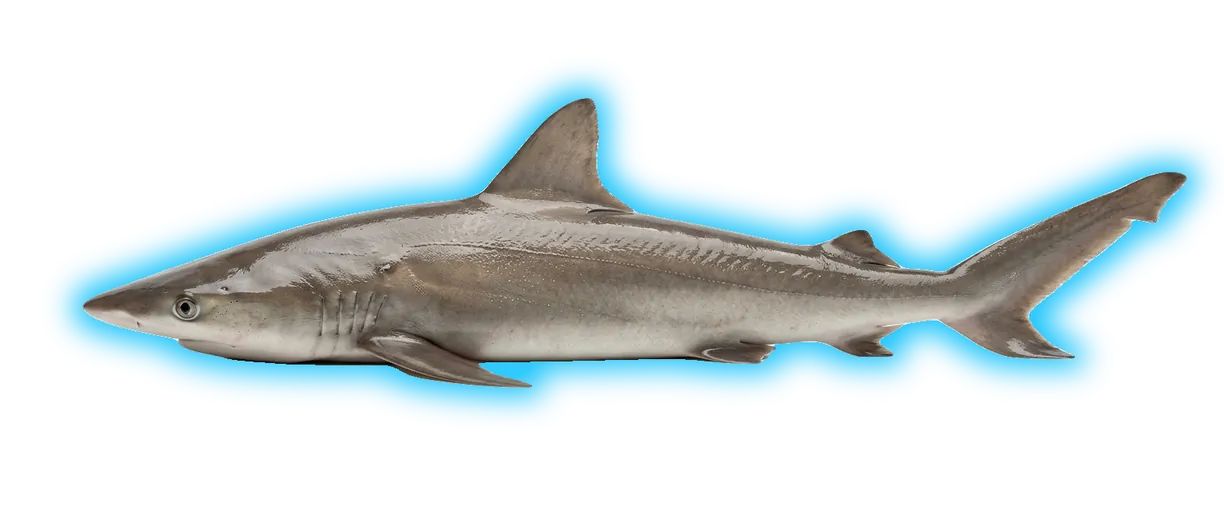 Smalltail Shark (Carcharhinus porosus)