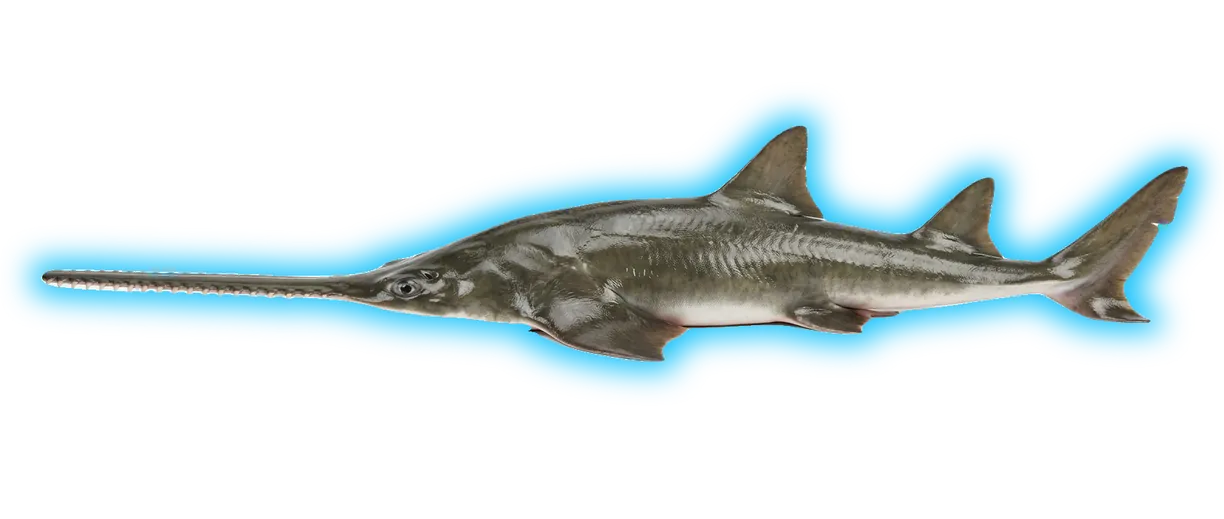 Smalltooth Sawfish (Pristis pectinata)