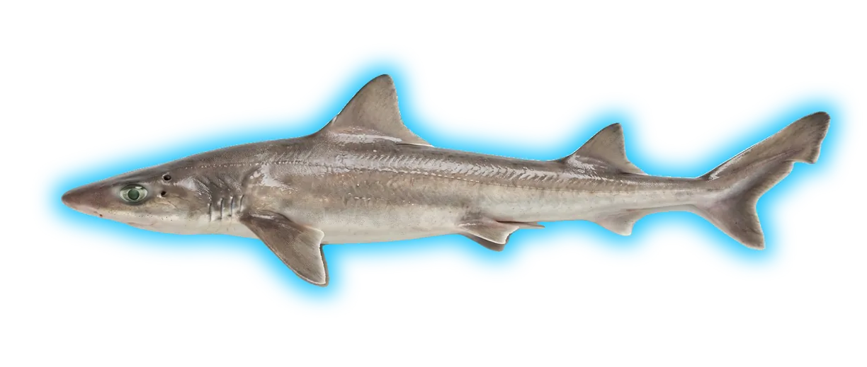 Smooth Dogfish (Mustelus canis)
