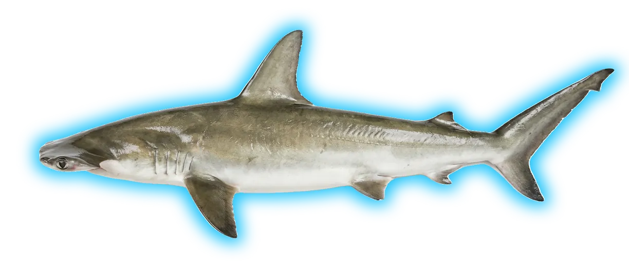 Smooth Hammerhead Shark (Sphyrna zygaena)