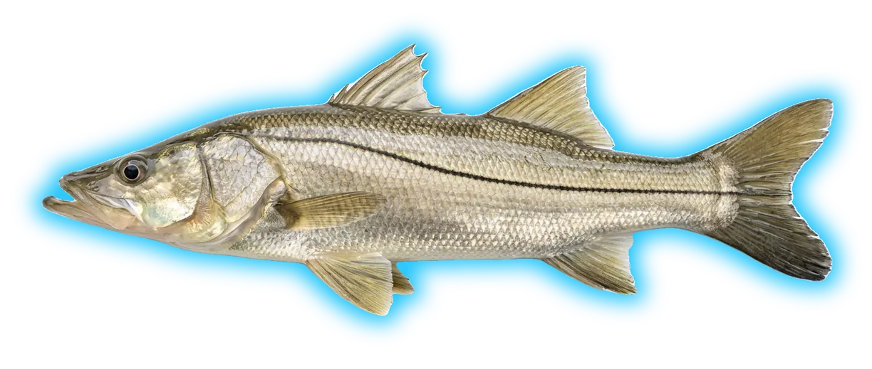 Snook