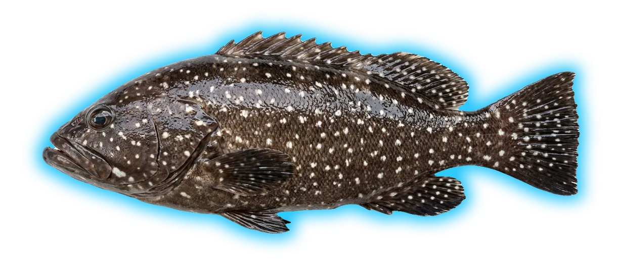 Snowy Grouper (Hyporthodus niveatus)