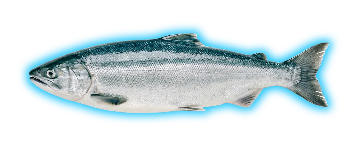 Sockeye Salmon (Oncorhynchus nerka)