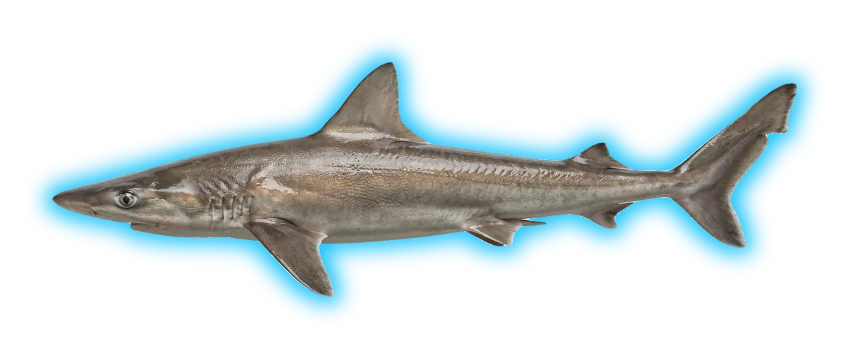 Soupfin Shark (Galeorhinus galeus)