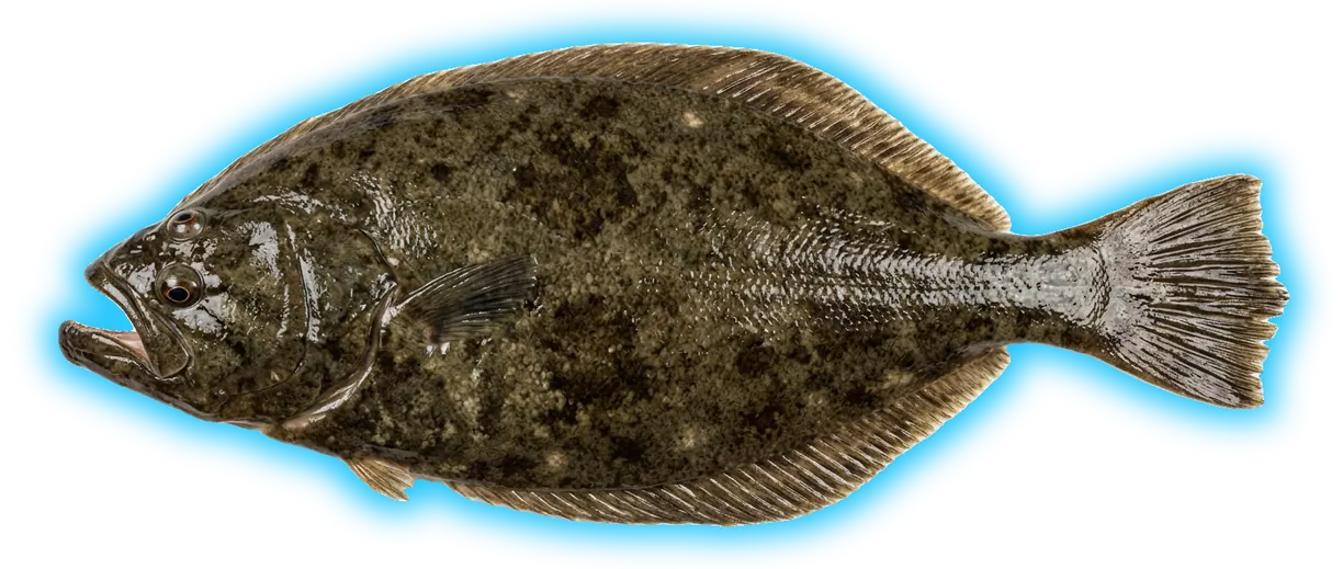 Southern Flounder (Paralichthys lethostigma)