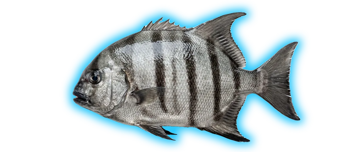 Spadefish
