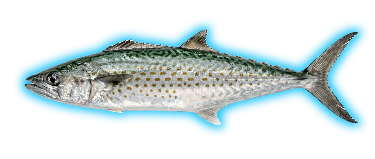 Spanish Mackerel (Scomberomorus maculatus)