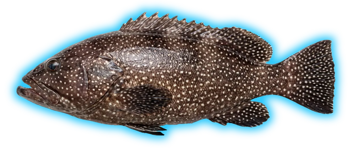 Speckled Hind (Hyporthodus drummondhayi)