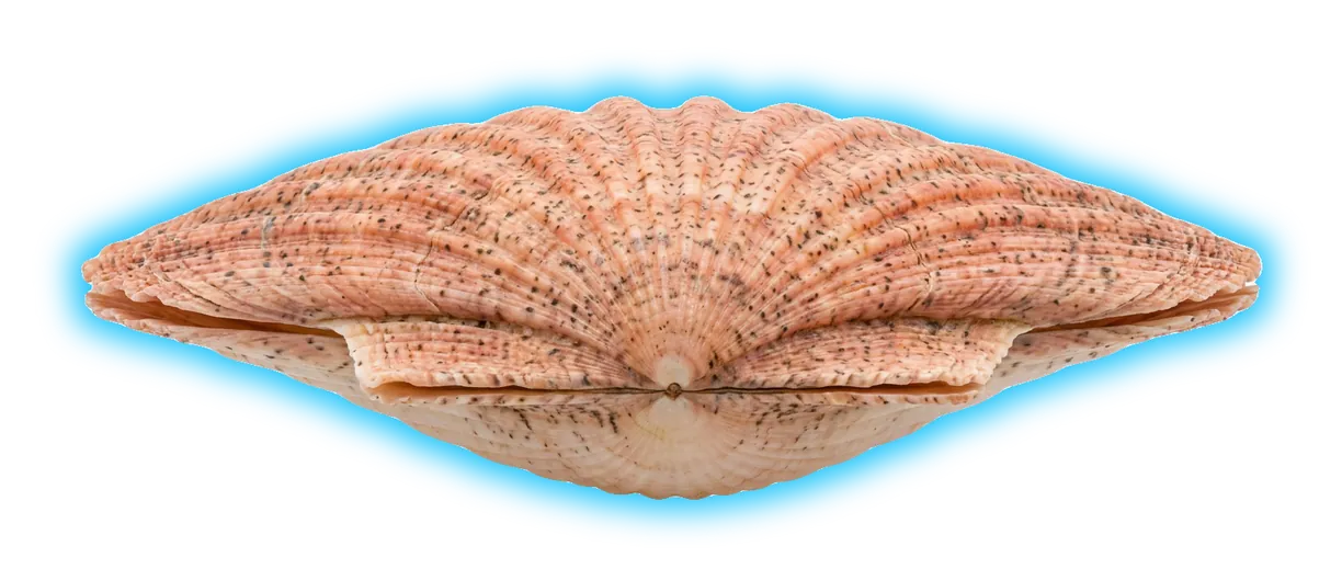 Speckled Scallop (Argopecten irradians)
