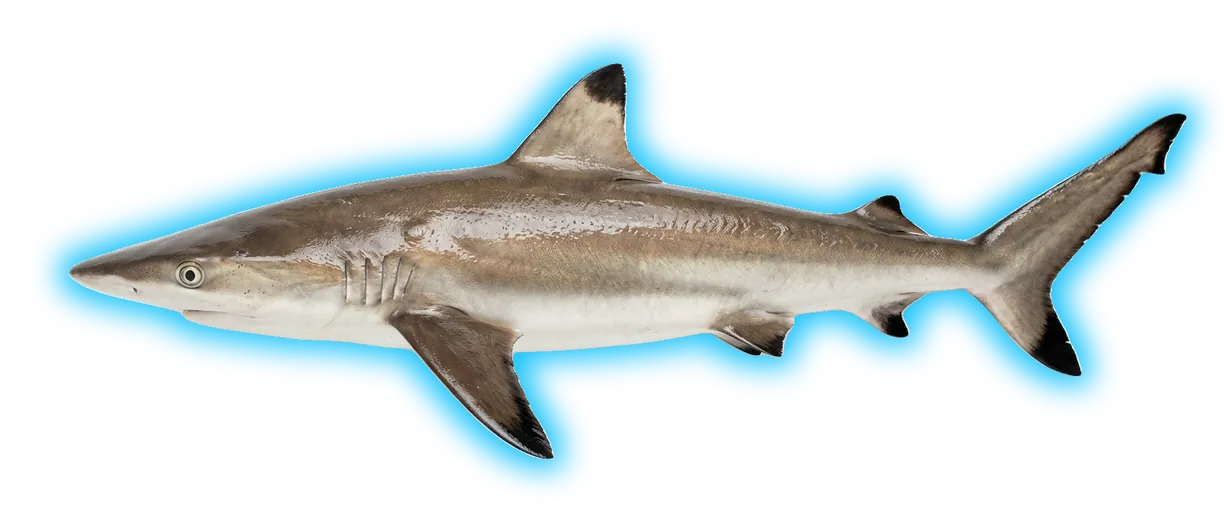 Spinner Shark (Carcharhinus brevipinna)