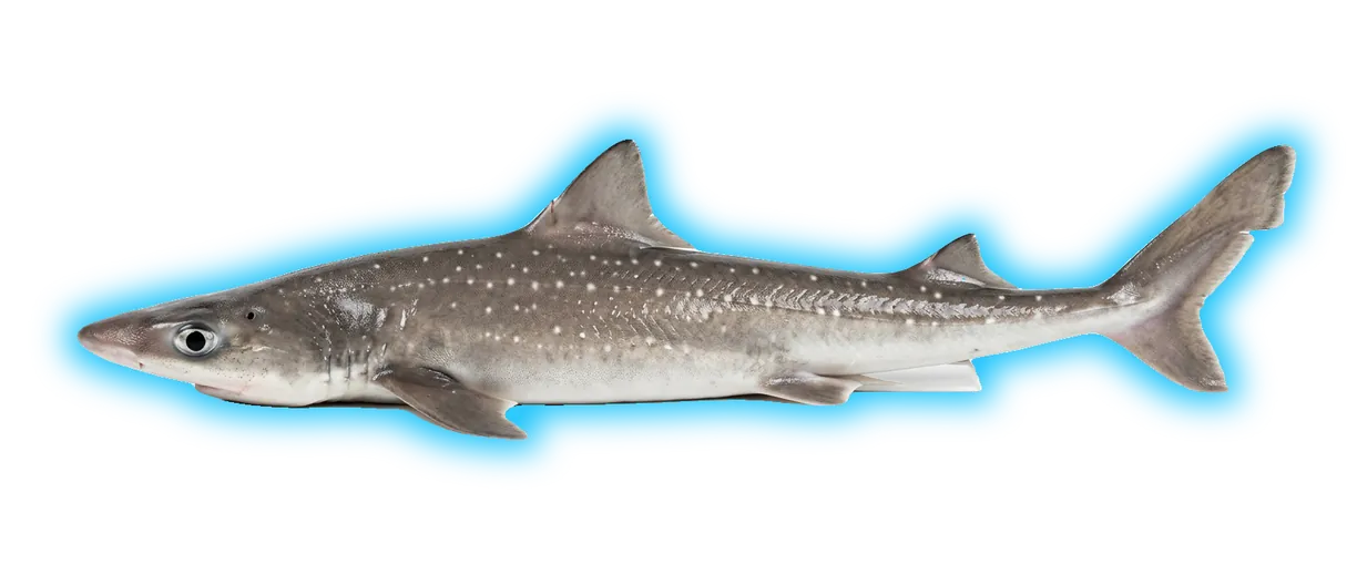 Spiny Dogfish (Squalus acanthias)