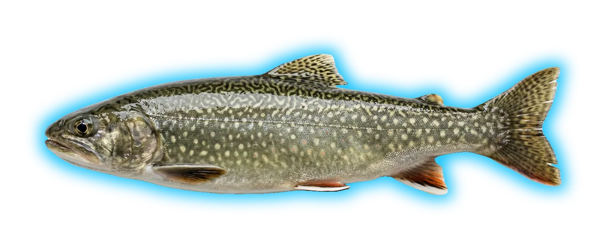 Splake