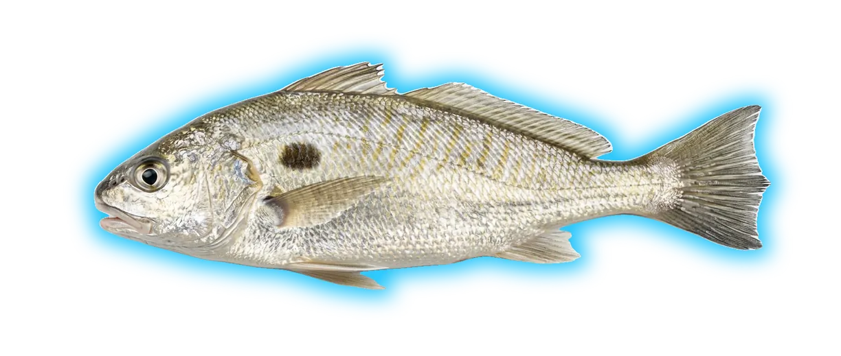 Spot (Leiostomus xanthurus)