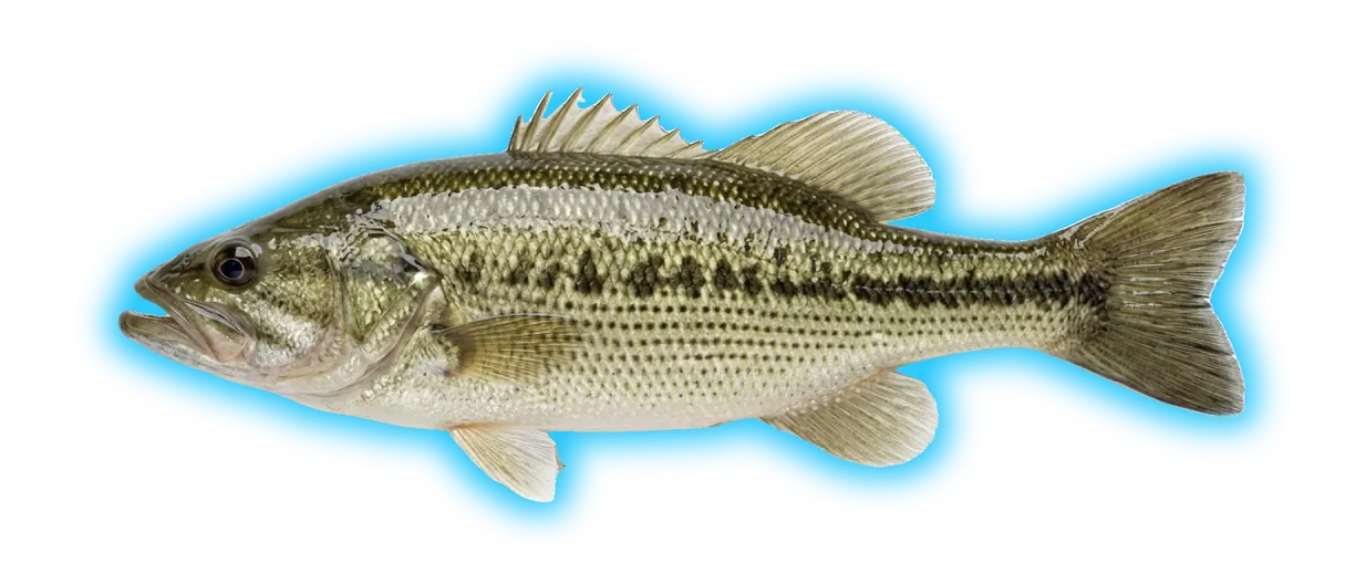 Spotted Bass (Micropterus punctulatus)