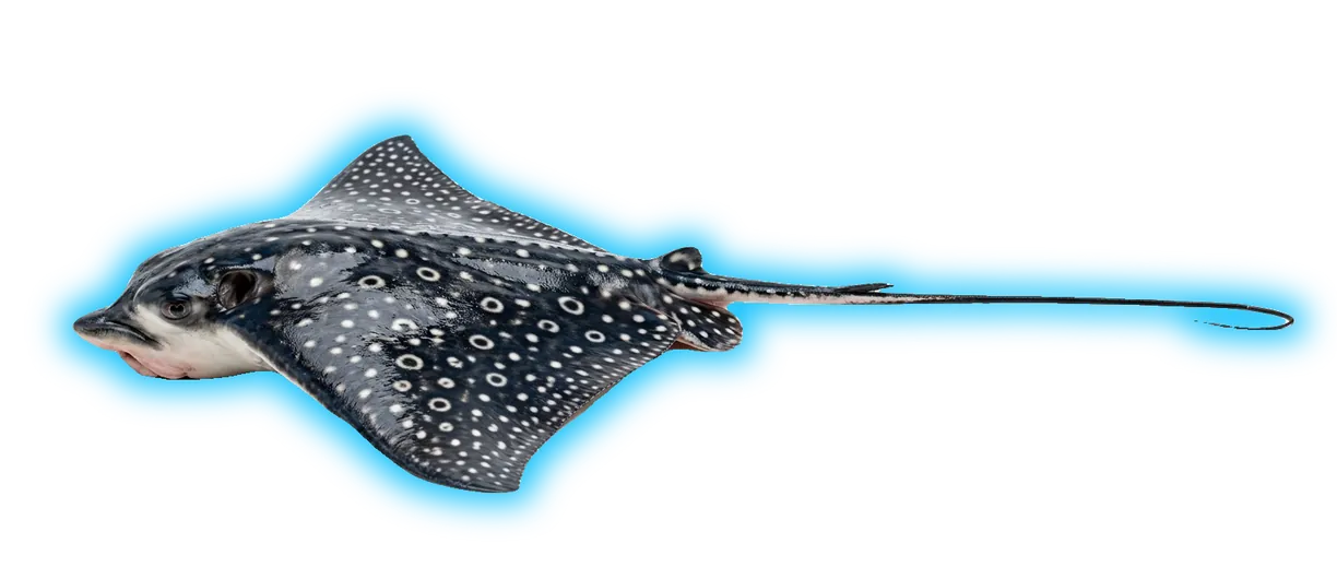Spotted Eagle Ray (Aetobatus ocellatus)