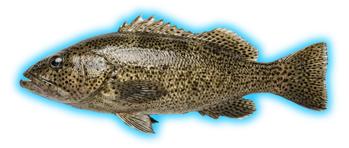 Spotted Sand Bass (Paralabrax maculatofasciatus)