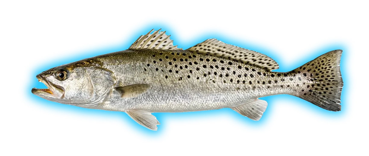 Spotted Seatrout (Cynoscion nebulosus)