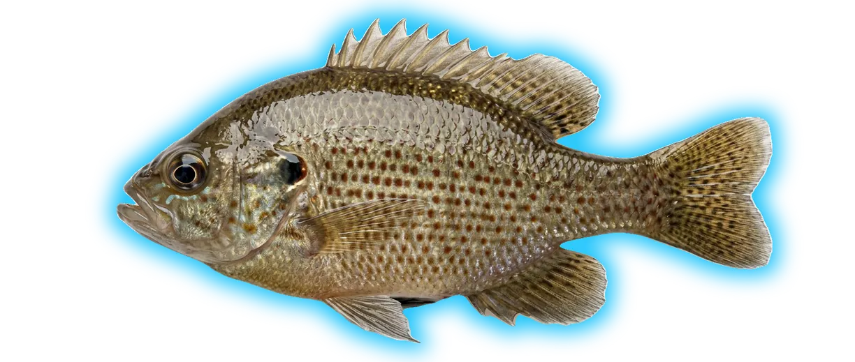 Spotted Sunfish (Lepomis punctatus)