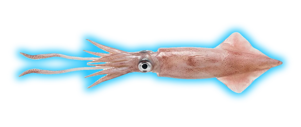 Squid