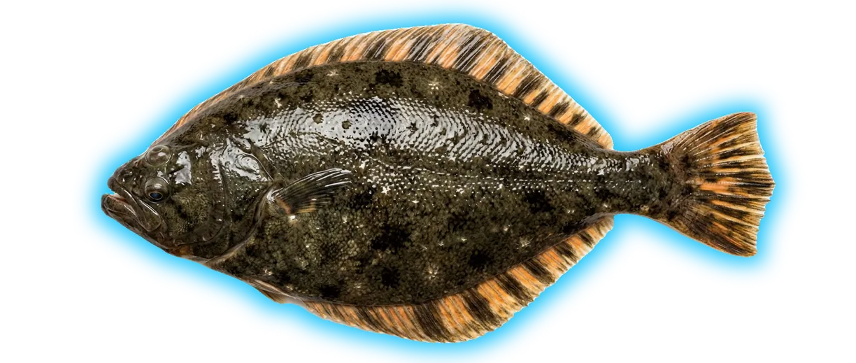 Starry Flounder (Platichthys stellatus)