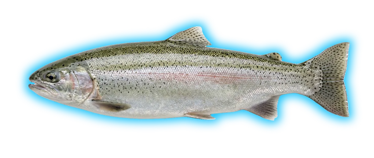 Steelhead (Oncorhynchus mykiss)
