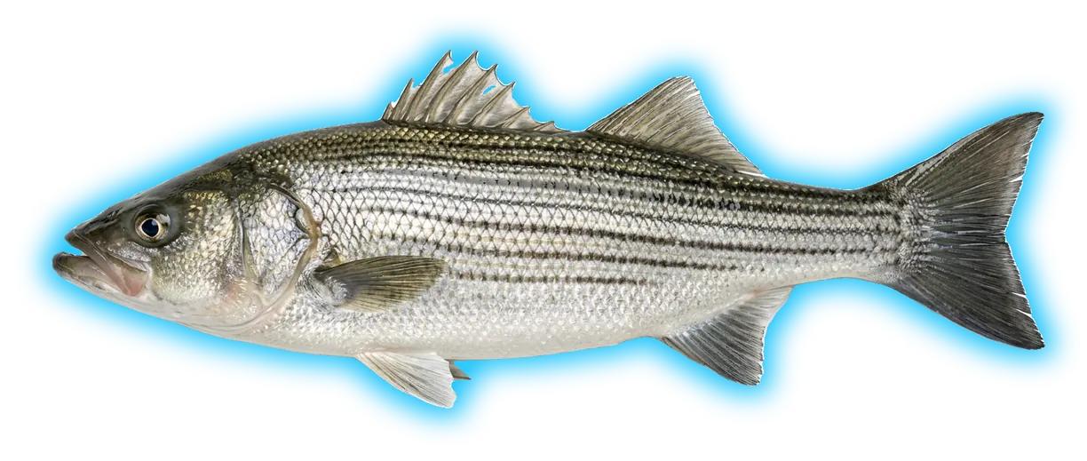 Striped Bass (Morone saxatilis)