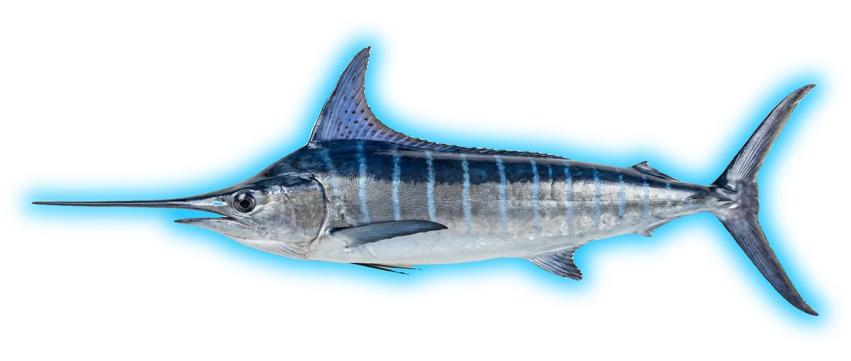 Striped Marlin (Kajikia audax)