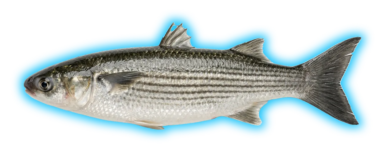Striped Mullet (Mugil cephalus)