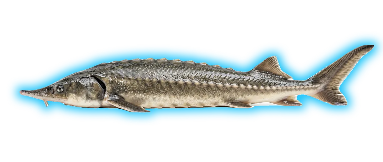 Sturgeon