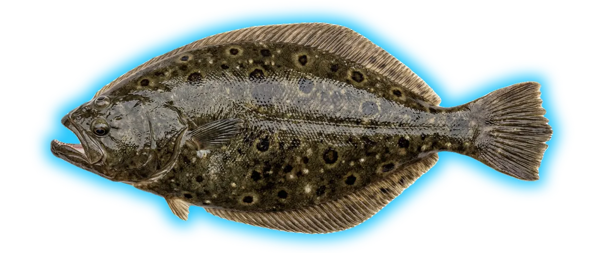 Summer Flounder (Paralichthys dentatus)