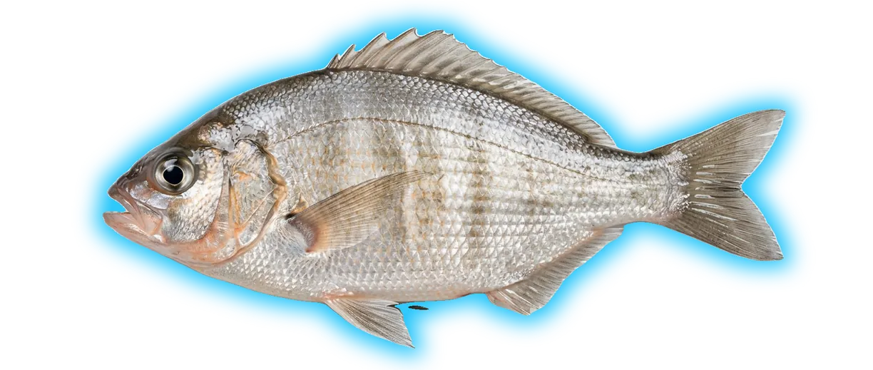 Surfperch