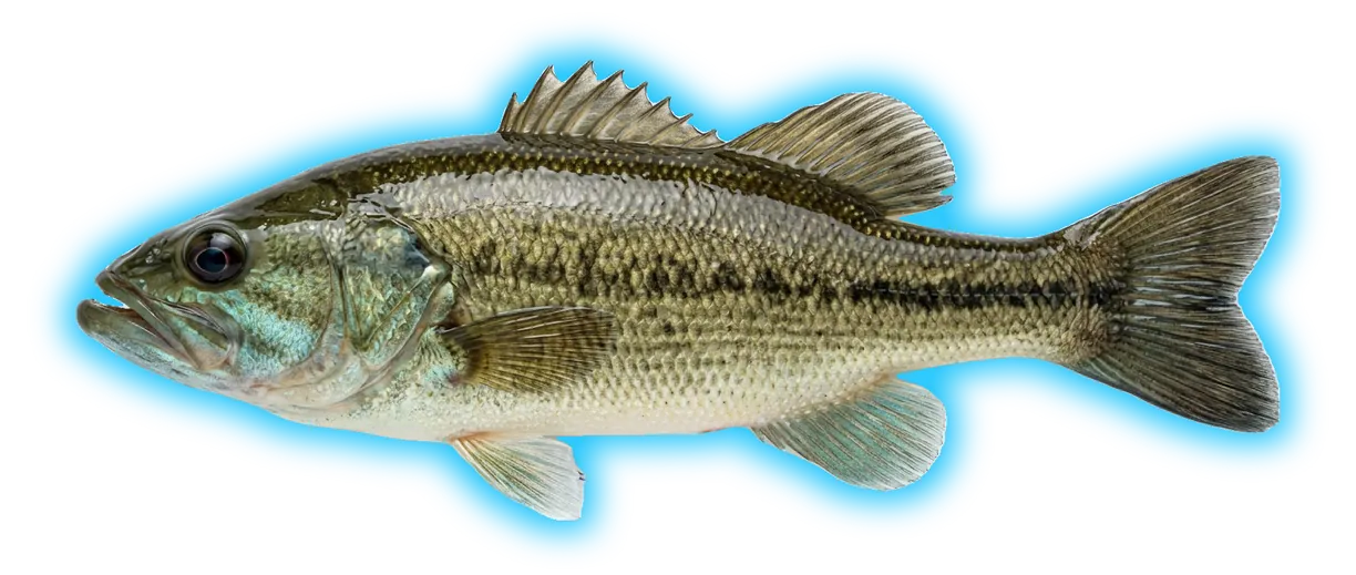 Suwannee Bass (Micropterus notius)