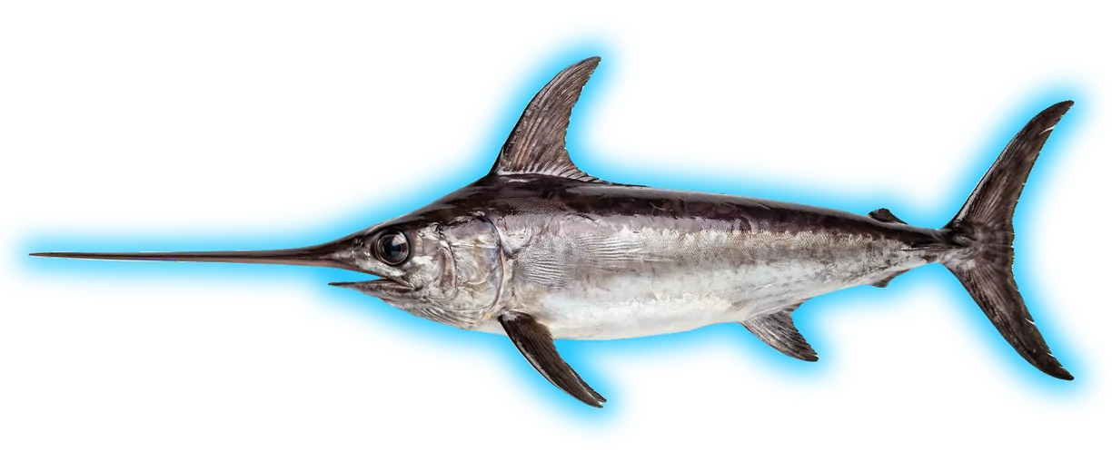 Swordfish (Xiphias gladius)