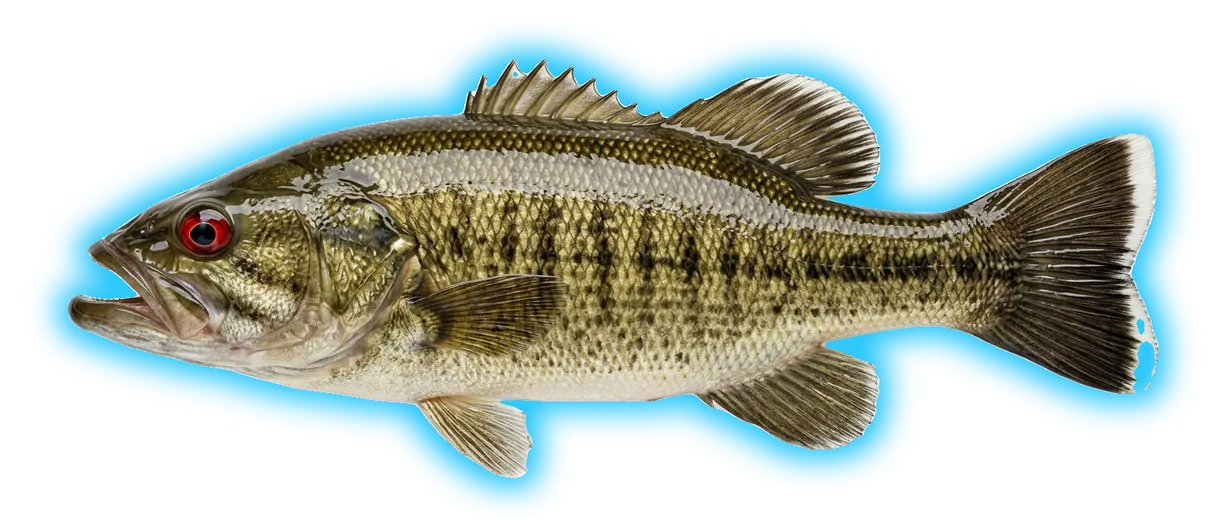 Tallapoosa Bass (Micropterus tallapoosae)