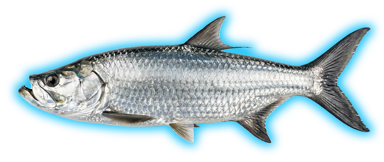 Tarpon (Megalops atlanticus)
