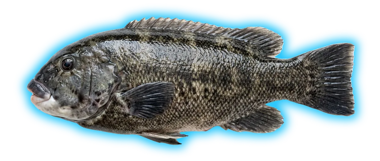 Tautog (Tautoga onitis)