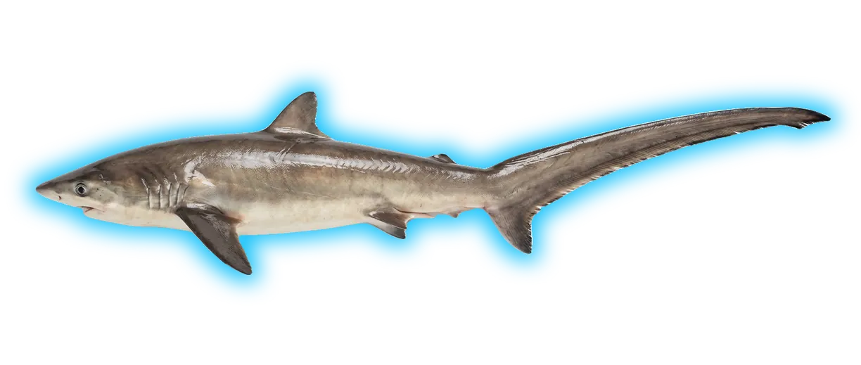 Thresher Shark