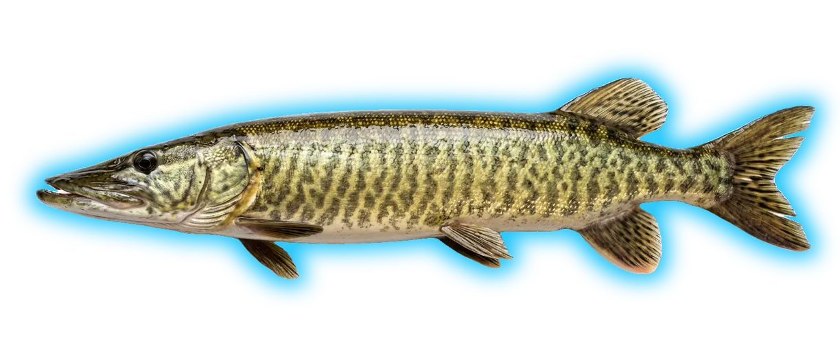 Tiger Muskellunge