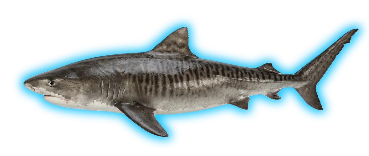 Tiger Shark