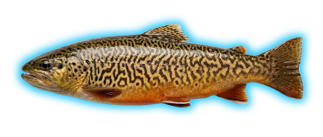 Tiger Trout (Plectropomus laevis)