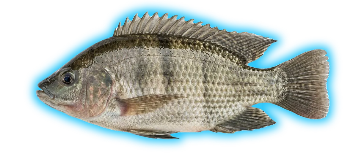Tilapia