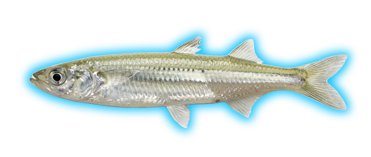 Topsmelt (Atherinops affinis)