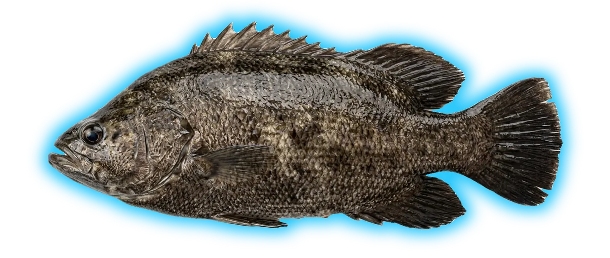 Tripletail (Lobotes surinamensis)