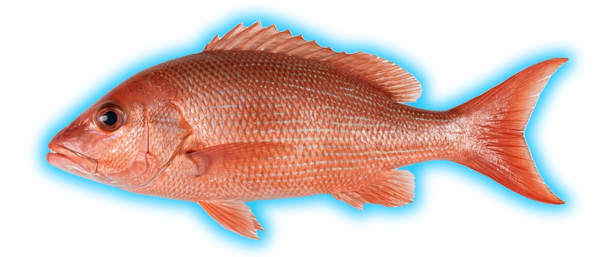 Vermilion Snapper (Rhomboplites aurorubens)
