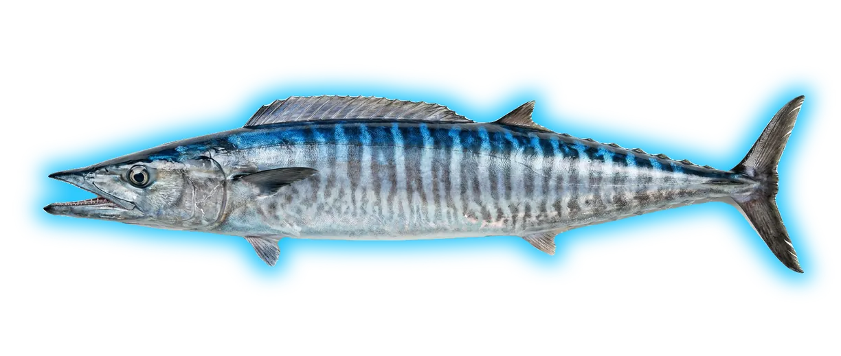 Wahoo (Acanthocybium solandri)