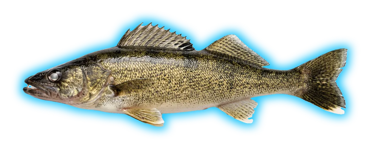 Walleye (Sander vitreus)