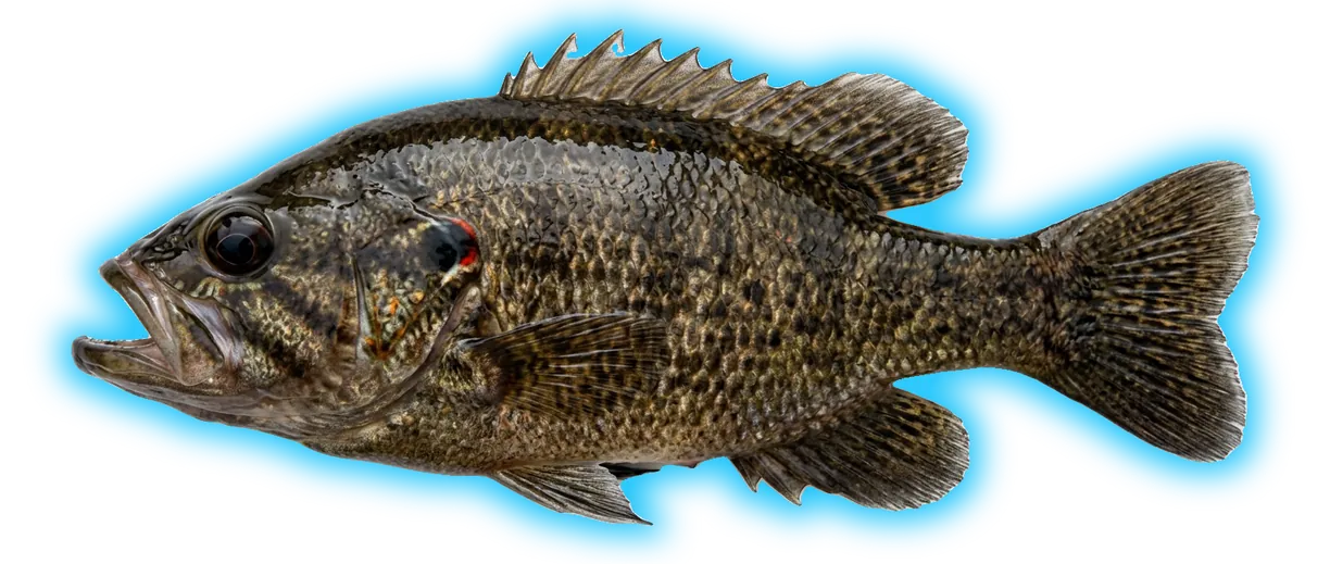 Warmouth (Lepomis gulosus)