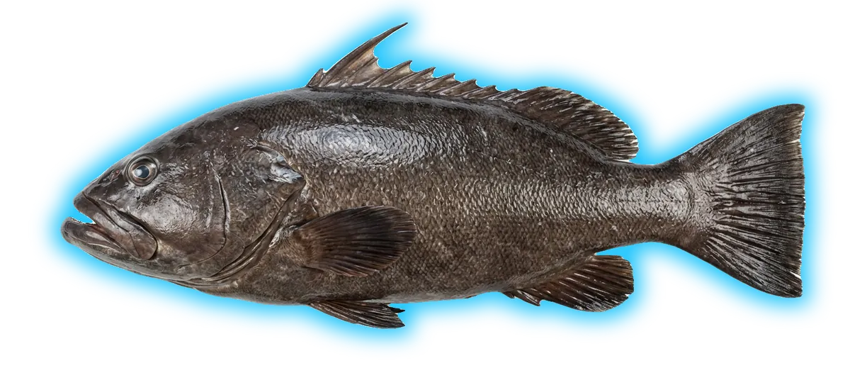 Warsaw Grouper (Hyporthodus nigritus)