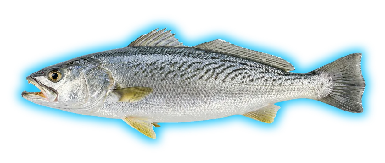 Weakfish (Cynoscion regalis)