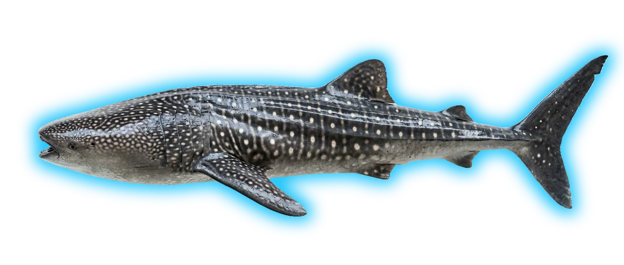 Whale Shark